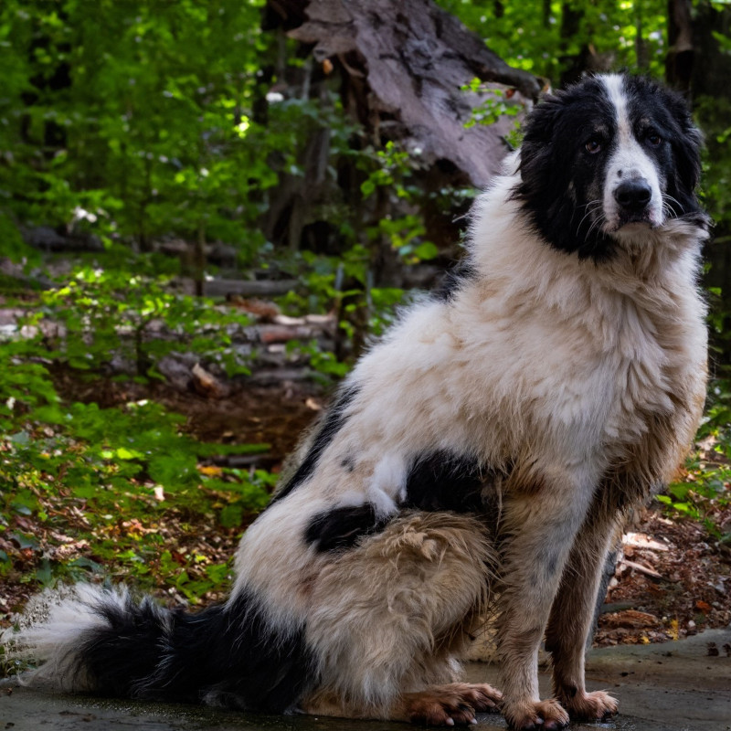 chiens à parrainer à la SDA